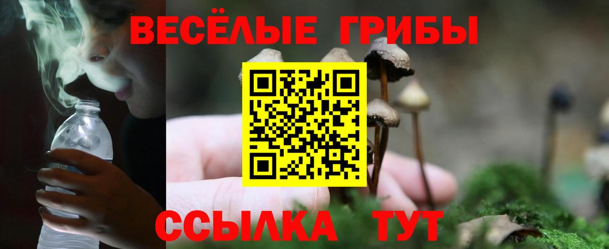 Галлюциногенные грибы прущие грибы  Боровичи  Галлюциногенные грибы прущие грибы 